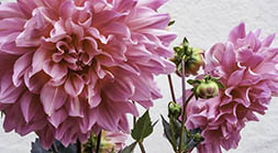 Pink Dahlias